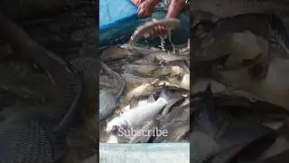 Big Katla fish #fishing #villagepond #fish #shots #reels #shortvedio #viral #viralvideo #katla fish