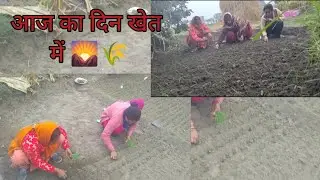 आज का दिन खेत में 🌄🌾🌿