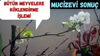 Her Türlü Meyve İçin Çelik Köklendirme Formülü; MUCİZEVİ SONUÇ!! // Rooting Fruit Tree Cuttings