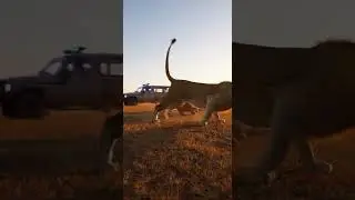 Police Siren Stampede Lions Panic at a Sudden Wild Chase #wildlife #lions #siren