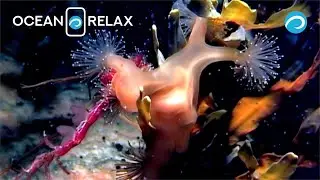 Ocean Relax Film. Macro world of the White Sea II.