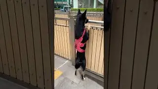 Mongrel dog wants to go home☺️ #mongrel #dogs #dogbreed #dogshorts #dogpark #doglife #dog #dogvideos