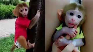The most beautiful and funnest pocket monkey video,first time to go out