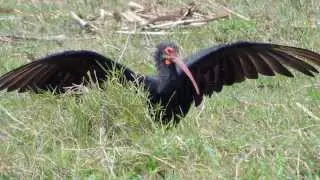 Aves de Venezuela &ndash; Aves de Barinas - Tarotaro - Cercibis oxycerca