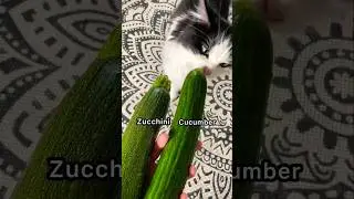 Zucchini or cucumber? #mauriandcucumbers