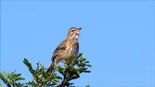 White-browed Scrub-robin singing