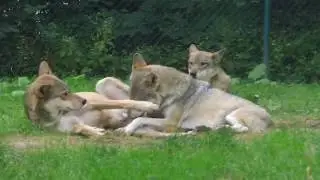 Alpha & Omega Wolf, best friends, grooming each other! Beste Freunde: Alpha & Omega Wolf im TG Worms