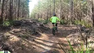 Pine forest (Mountain Bike) trail, linking Latrobe to Railton