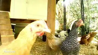 chickens July 22