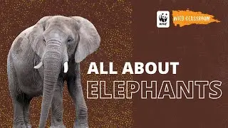 All About Elephants