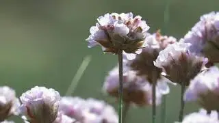 Armeria welwitschii no Parque Natural de Sintra-Cascais.