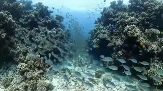 🌊 Underwater Paradise 4K &ndash; Beautiful Aquarium Fish with Relaxing Music for Sleep & Stress Relief