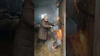 elderly woman saves sheep from a fire in a snowy forest
