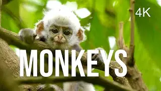 Monkeys of the Rainforest | 4K Mini-Documentary