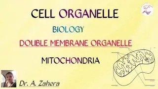 CELL  l DOUBLE MEMBRANE ORGANELLE l MITOCHONDRIA l BIOLOGY