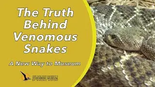 The Truth Behind Venomous Snakes | A New Way to Museum