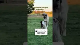 Friend friends for life. Our livestock guardian dog and border collie