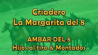 AMBAR DEL 8 HIJOS AL TIRO Y MONTADOS #pasofino #pasofinohorse #horse #caballos #yeguas