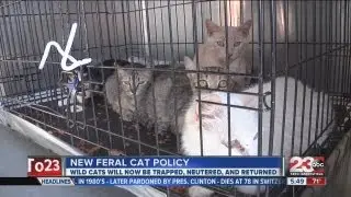 New feral cat policy