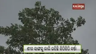 Cyclone Phethai Effect: Southern and coastal Odisha shivers in cold and rain | Kalinga TV