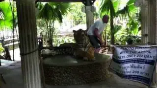Phuket Zoo Thailand - Tiger