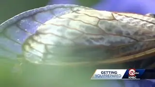 Broods of Cicadas emerging in parts of Missouri this summer