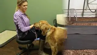 Teach your dog to keep calm when they're pet by new people.