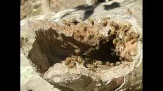 Bee Removal, Bee Control, Pest Control, San Antonio, 210-430-3996