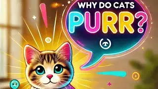 The Real Reasons Cats Purr (It&rsquo;s Not Just Happiness!)
