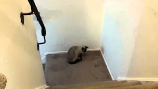 Super smart Siamese cat knows how to fling a rubber band