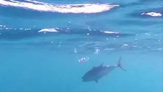 TUNA ON A JIG ROD, BLUE FIN TUNA, BIG FIN FISHING,UNDER WATER FILMING,WEDGE ISLAND S.A.