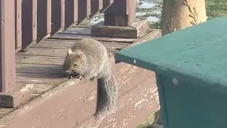 Shalom, my lovely squirrel tree monkey just had a nice peanut seed meal and has decided on a nap ❤️ 