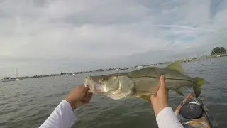 Another SLAM With Slam Shady Paddletail #tampabay  #InshoreSlam #KayakFishing  #snook