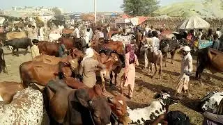 Multan Cow Mandi-#cow #cowvideos #animals #cowmandi #multanmandi #camel #camelmandi #viral