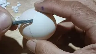 RAW EGG PEELING LIVE #9