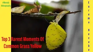 Top 3 Common Grass Yellow [ Eurema hecabe ] Rarest  Moments #MenulaVideography