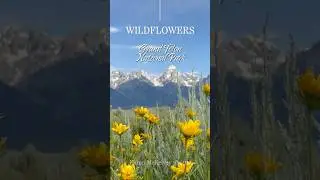 Wildflowers in full bloom #grandtetonnationalpark #wildflowers #mountainview #mountains
