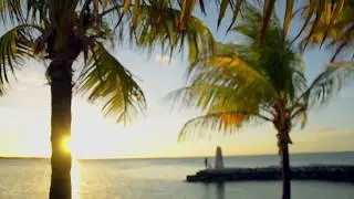 🌴| Chill Tropical music |  Hawaiian & Caribbean  | ~Aloha | 🍋Lemonbird