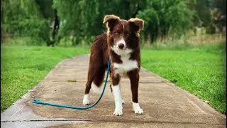Border collie doing frisbee tricks! 🥏 My Aussie Border Collie