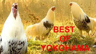 BEST OF YOKOHAMA - Kr&auml;hrufe von Yokohama-H&auml;hnen im Vergleich zum Testh&ouml;ren - best roosters crowing
