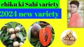 Chikoo farming | 3 Lakh Per Acre Income | Sapota farming | Chiku ki kheti kaise #2024.new.variety