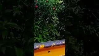 beauty | nature  #youtubeshorts #ytshorts #learningpoint #natural #beautiful