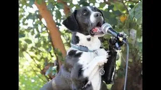 Io Sono il Boss del Parco, Bau Bau (Official AI Music)