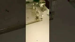 European fire ants eating cockroach #antloveforever  #fireants(go check out @Reuben-h8d )