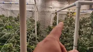 8 light RDWC new cycle Sunset sherbet Root Aphid battle episode 7