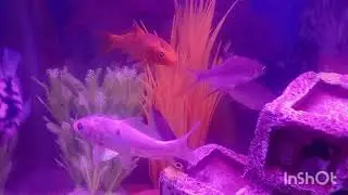 Aquarium#freshwaterfish #fishtank# fish care#animal long video