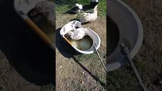 Domastic ducks in the backyard