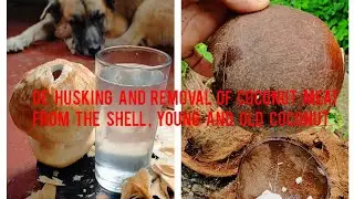 DE HUSKING AND REMOVAL OF COCONUT MEAT FROM THE SHELL, YOUNG AND OLD COCONUT