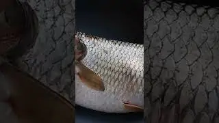 5kg big fish #5kg #viral #fish #shorts