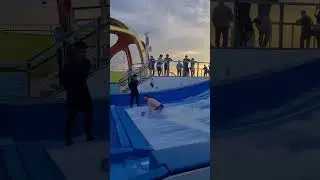 The best entertainment sport games on Royal Carribean Spectrum of the Seas the Flow Rider #flowrider